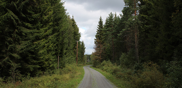 Hög skog på båda sidor om en grusväg.