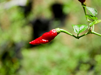 En röd chili som växer på en gren. 
