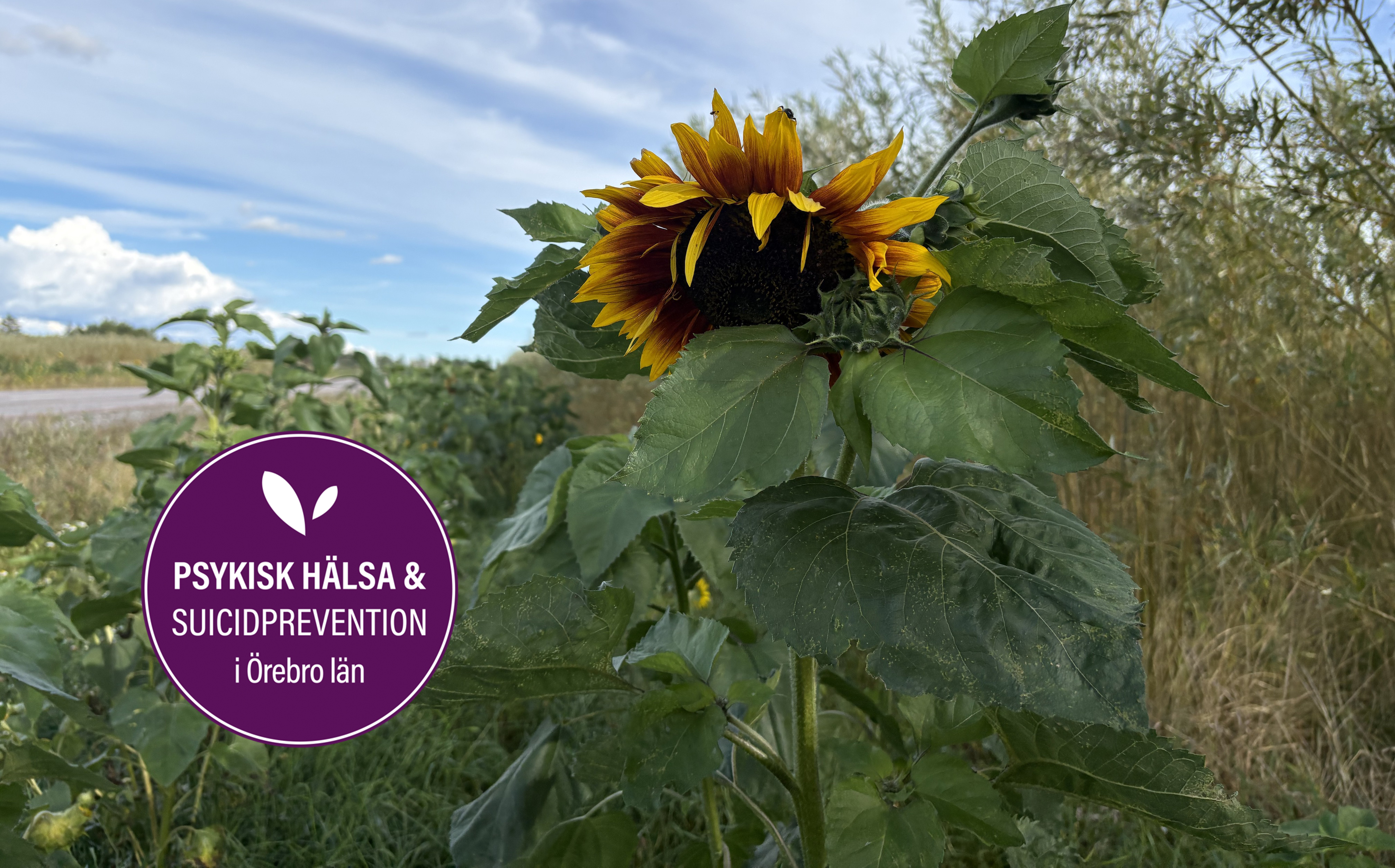 En solros i förgrunden med blekblå himmel och moln i bakgrunden. Dekal med texten "psykisk hälsa & suicidprevention i Örebro län"